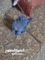  6 سكوتش ستريت