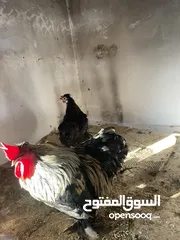 4 دجاج سيراما+كوتشينا+بلدي + فراخ بلدي او ابو رقبه + فرعوني او حبت رود ايلند