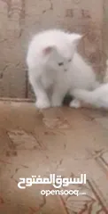  6 قطه وولادها 3 ابيض 1 اسود ذكور عمر 2 اسبوع