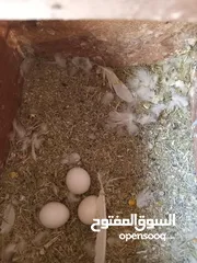  4 كوبية بركاديلو البينو