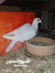  1 فحلين طيور حمام شفر وبوز الاثنين بسعر 5 دنانير الاعتزال عن الحمام