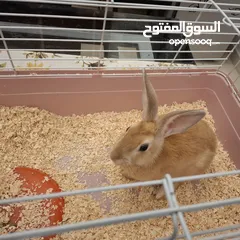  4 rabbit cute with cage for sale
