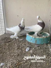  3 أزواج للبيع وللبدل