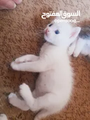  1 قطط شيرازي صغيرة