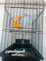  5 كنار احمر للبيع