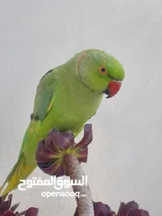  2 ترويض وتدريب ببغاء الدرارة الهندي الشرس ببغاء صيد خلال شهر فقط