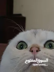  5 قط سكوتش فولد للتزاوج