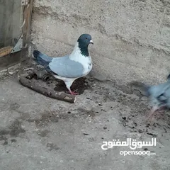  4 جوز حمام سيكي