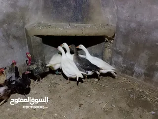  3 متاح طقم وز 6 حبات شغالات كفالة