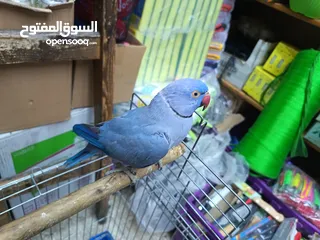  1 ببغاء دره لون ازرق طفره