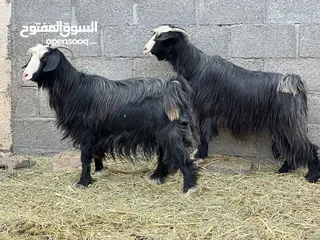  3 شوهات من حلال بني سعيد اصل ألون لملكي ماشاءالله راهيات وحلوات للتربيه او ذبح وكل شي سليم فيهن