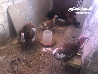  1 حبش احمر تركي نخب اول جواز