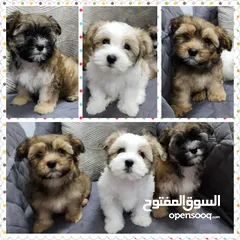  1 Havanese Female puppies