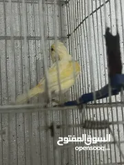  5 جوز كنار للبيع بداعي السفر اربد شارع السرو