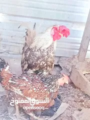  2 دجاجه ورد لراكله للبيع وديج عرب  مال عماره نقي