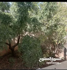  11 بيت مستقل طابقين / أجمل اطلالة على جبال عجلون في لواء كفرنجه ( اقرأ الوصف بالإعلان)...