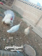  5 طقم حبش هولندي