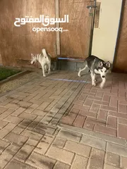  3 Husky puppy