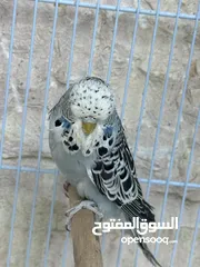  3 جوزيت انقليزيات و طيرة