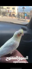  1 طير كوكتيل لاتينو عين حمرا اليف