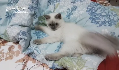  9 Himalayan male cat for sale