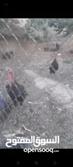  3 ديوك حبش. +ارانب + وزتين للبيع