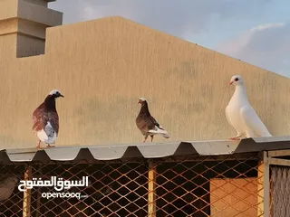  12 all typs of pigeons have