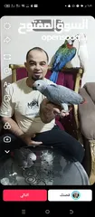  1 اجمل تشكيلة ببغاوات اليفه ومتكلمه