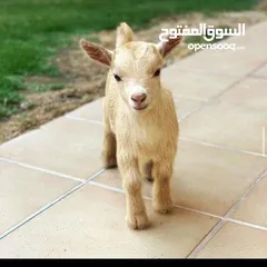  1 ماعز صغير أمريكي للبيع