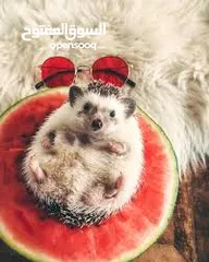  13 جوز قنفذ  وسلحفاه و قطه كتنز و بطه عدد 3 بطات  قنافذ اليفه و سلاحف بريه تربيه منزليه لقطه كوم هامستر