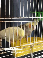  2 جوز كوكتيل شغالات معهم فرخين