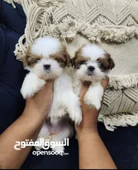  2 Shihzt pure puppies 2 months old 
