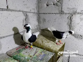  8 جواز حمام شغلات ميه بل ميه