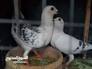  7 3 اجواز حمام شغالات للبيع