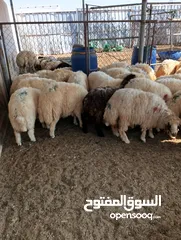  23 ذبيح للبيع طيبه سمان عزيمه ثلاجه خرفان طيبة هرفي جذع وتساب اتصال لتوصيل جميع مناطق قطر سوري بلدي