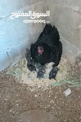  9 3 جاجات مع فراخهم