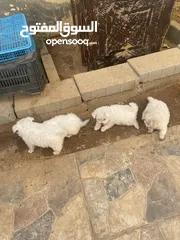  2 جراوه فرنسي للبيع