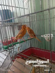  2 طيور للبيع