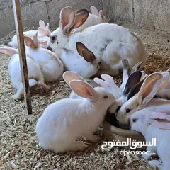  10 بسم الله متاح 19 أرنب هجين  العمر شهرين الموقع اربد