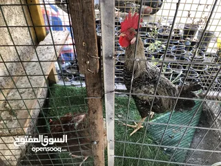  1 زوج دجاج عرب