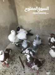  3 حمام للبيع