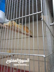  2 8حبات كناري ذكور وانتي اشي جاهز واشي العمر 10شهور حبات طويله ومنهم انثيتين فل أمهات البيع كوم