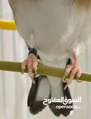  5 متاح جوز حسون طفره ذكر بايد 8 اضافر بيض والانثى كلاسك