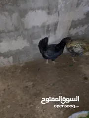 2 دجاج بلدي للبيع