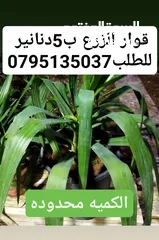  6 جبنه نابلسيه غنم ومعمول وكعك ودحدح وهريسه وكيك ومكدوس وورق عنب وملوخيه ودبس رمان وخروب  وعسل وزيتون
