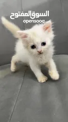  6 قطط للبيع نابلس