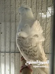  2 جوز هوقو رومو لاسوينج