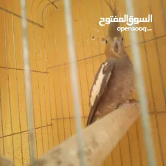  2 جوز كوكتيل نخب تحتهم بيض مع قفص كاسكو حجم كبير سعر حررررق