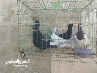 1 للبيع كوم 7 حمامات