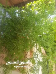  23 زريعه زينه للبيع